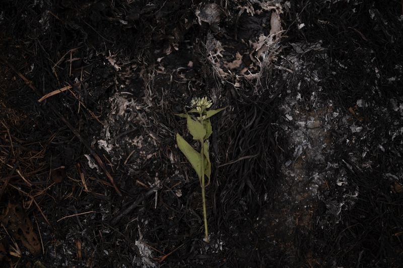 © Parboni Pallav Bose - Image from the Out of the Ash photography project
