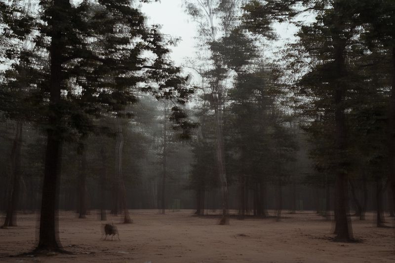 © Parboni Pallav Bose - Image from the Out of the Ash photography project