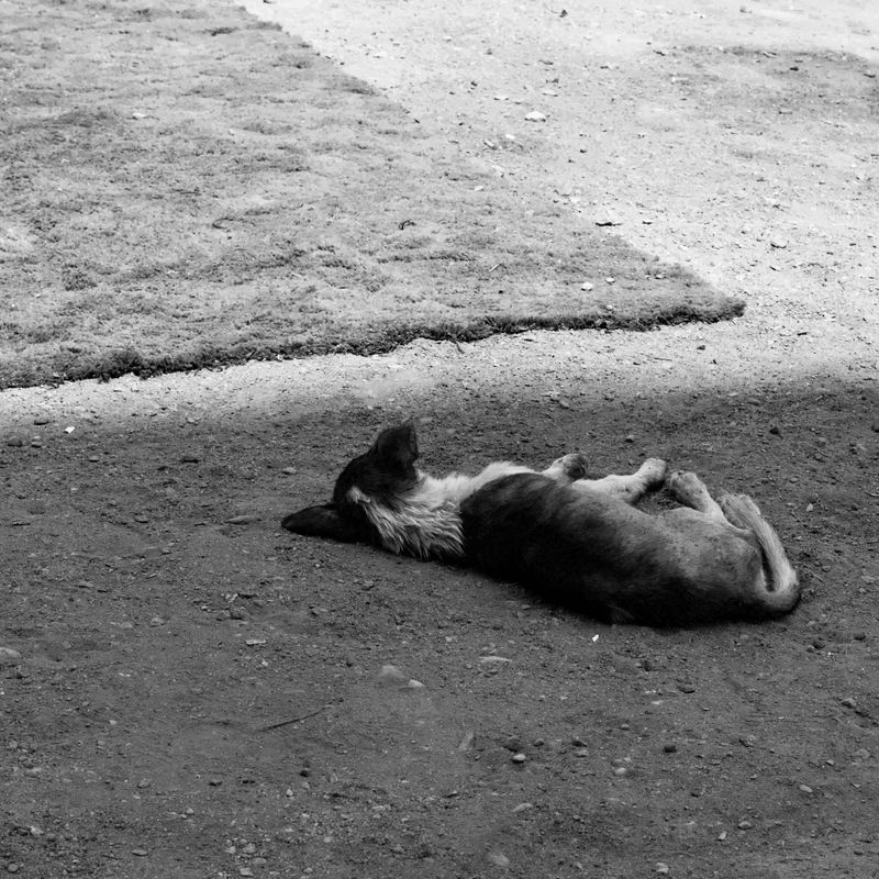 © Halima Ibrahim - untitled, 2024, Digital print, 8x8"