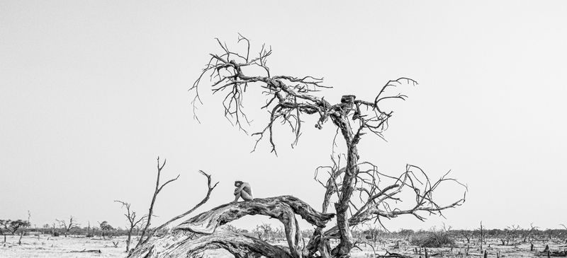 © Jordynrogotzki - Don't bite the hand that feeds you. (Okavango, Botswana)