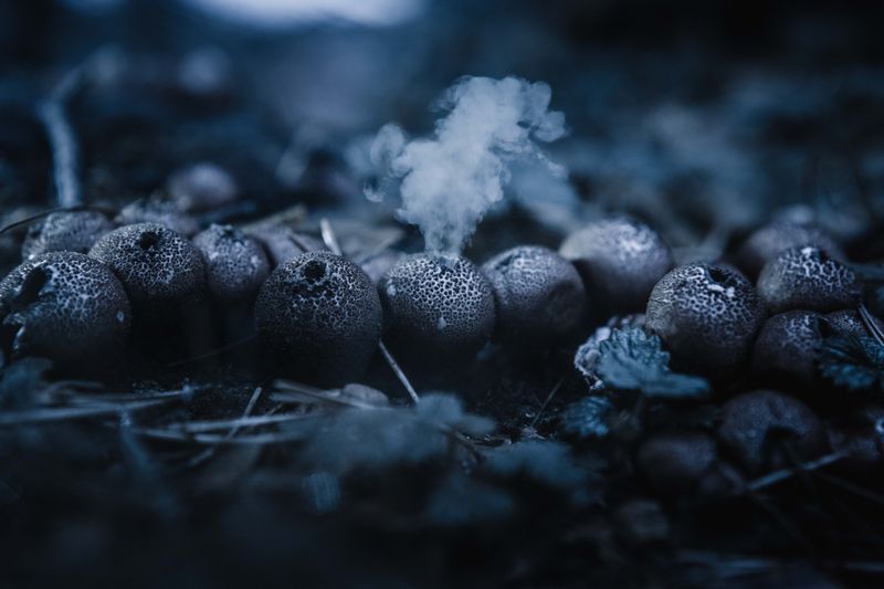 © Liz Tasa - These myths and legends impress us by the incessant appeal to wonder