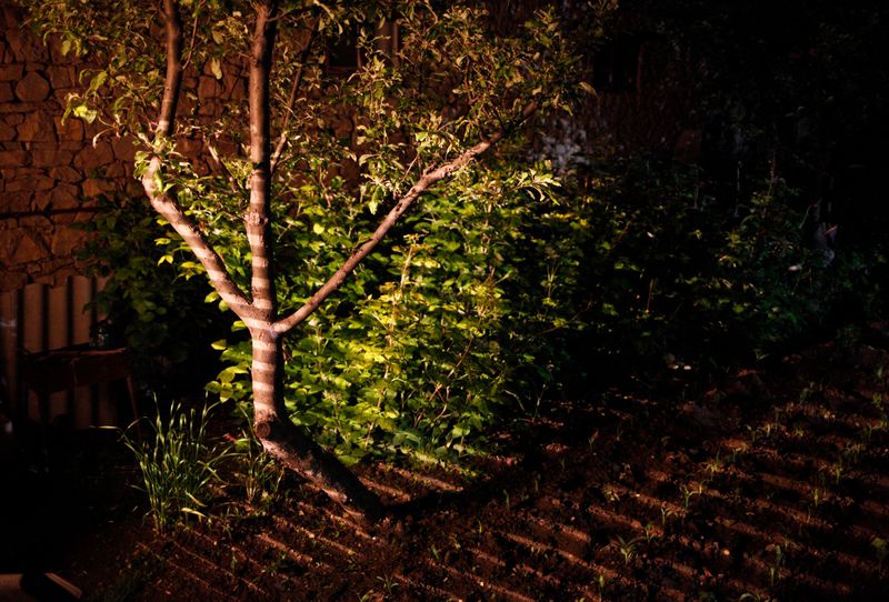 © EDUARD KORNIYENKO - A tree pictured in the garden of a house in the village of Khuznakh, Dagestan.
