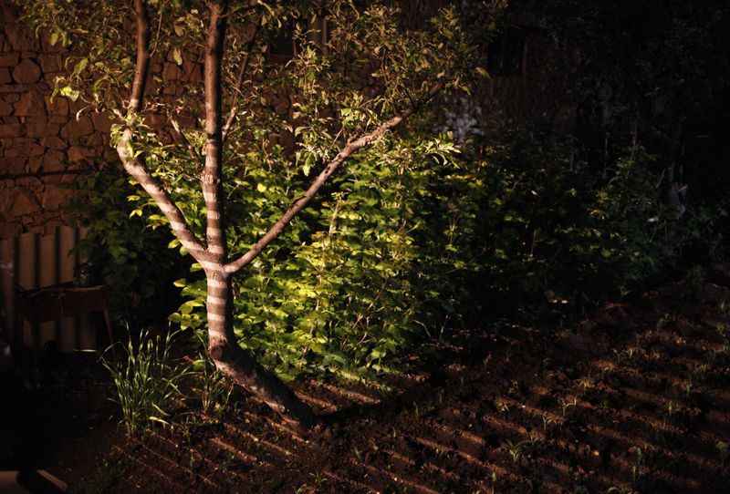 © EDUARD KORNIYENKO - A tree pictured in the garden of a house in the village of Khuznakh, Dagestan.