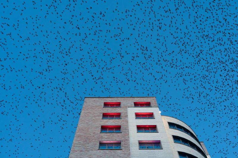 © Agnese Morganti - Milan, 2020. Starlings swarming over a hotel during the 2020 pandemic lockdown.