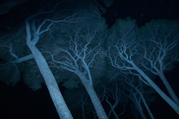 © Agnese Morganti - Livorno, 2021. The ancient pine trees in the gulf of Baratti at night.