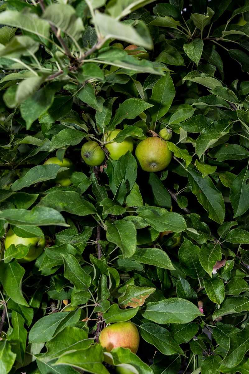 © Lukas Ratius - Apple tree in the garden of the Saarland State Chancellery