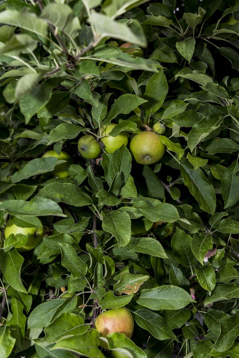 © Lukas Ratius - Apple tree in the garden of the Saarland State Chancellery