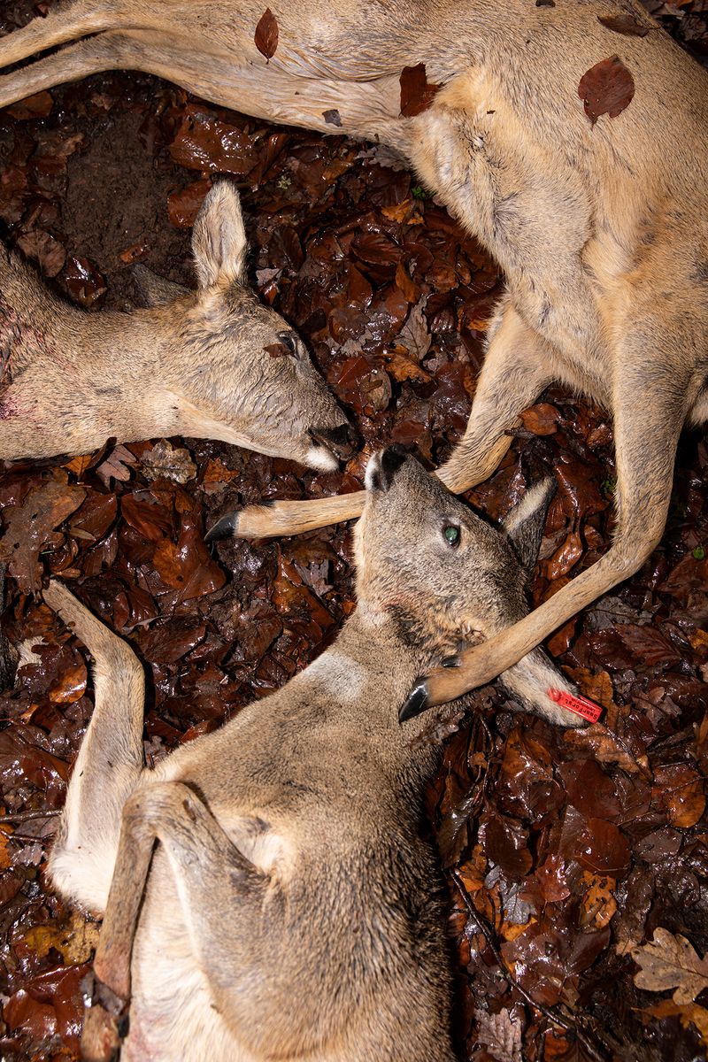 © Lukas Ratius - Killed deer after a state driven hunt in the Ottweiler forest area