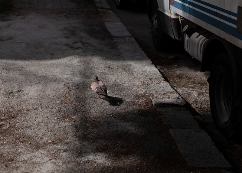 © Lukas Ratius - Image from the In the Realm of the Red Pigeons photography project
