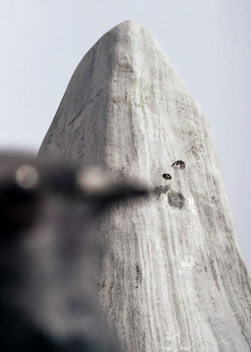 © Pang Hai - Bird's home: A lifting hole in the stone becomes the bird's new hom