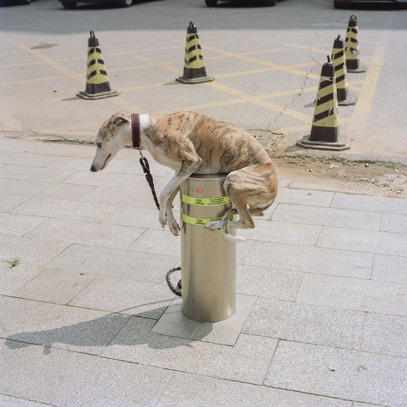 © Pang Hai - Junction : The dog is lifted up by the electronic pillar, and it must hug the pillar.