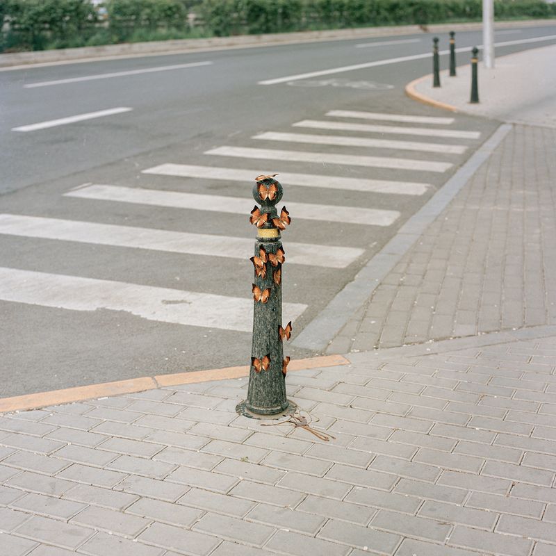 © Pang Hai - Intersection : Greedy butterflies gather together.