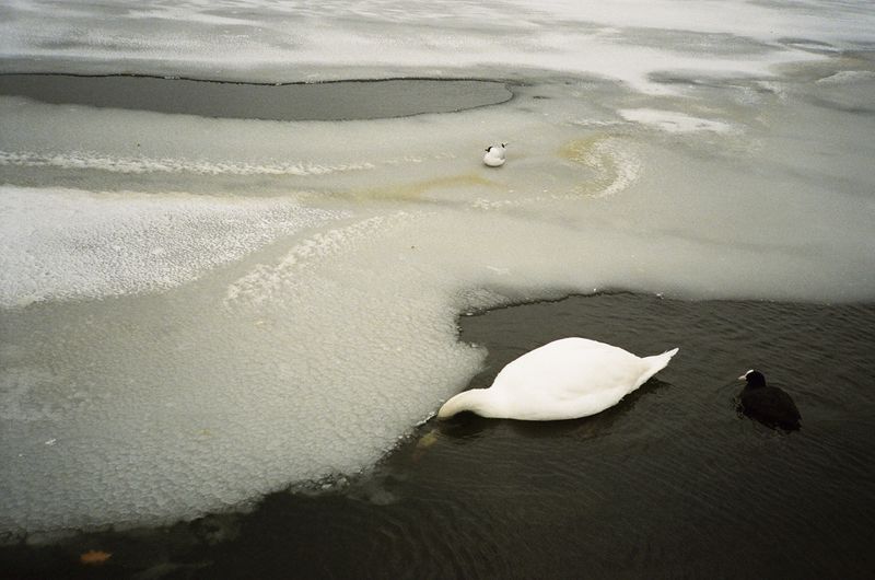 © Tereza Červeňová - Hyde Park, London; February 2018