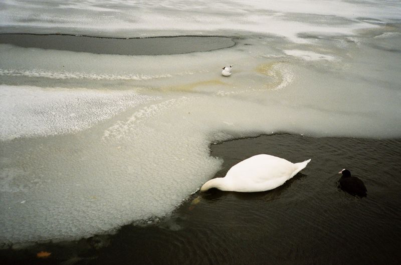 © Tereza Červeňová - Hyde Park, London; February 2018