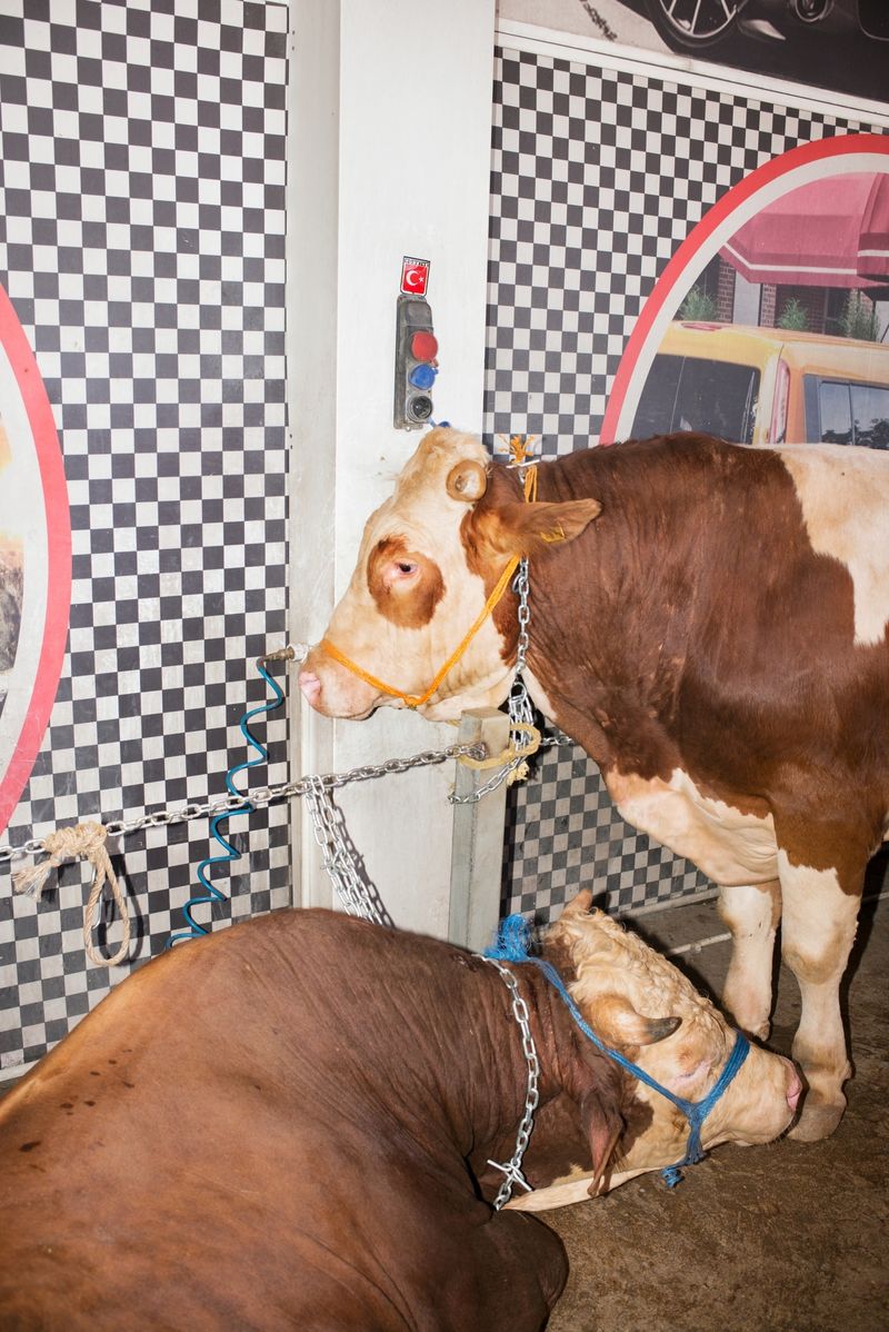 © Caimi & Piccinni - Image from the Güle Güle photography project