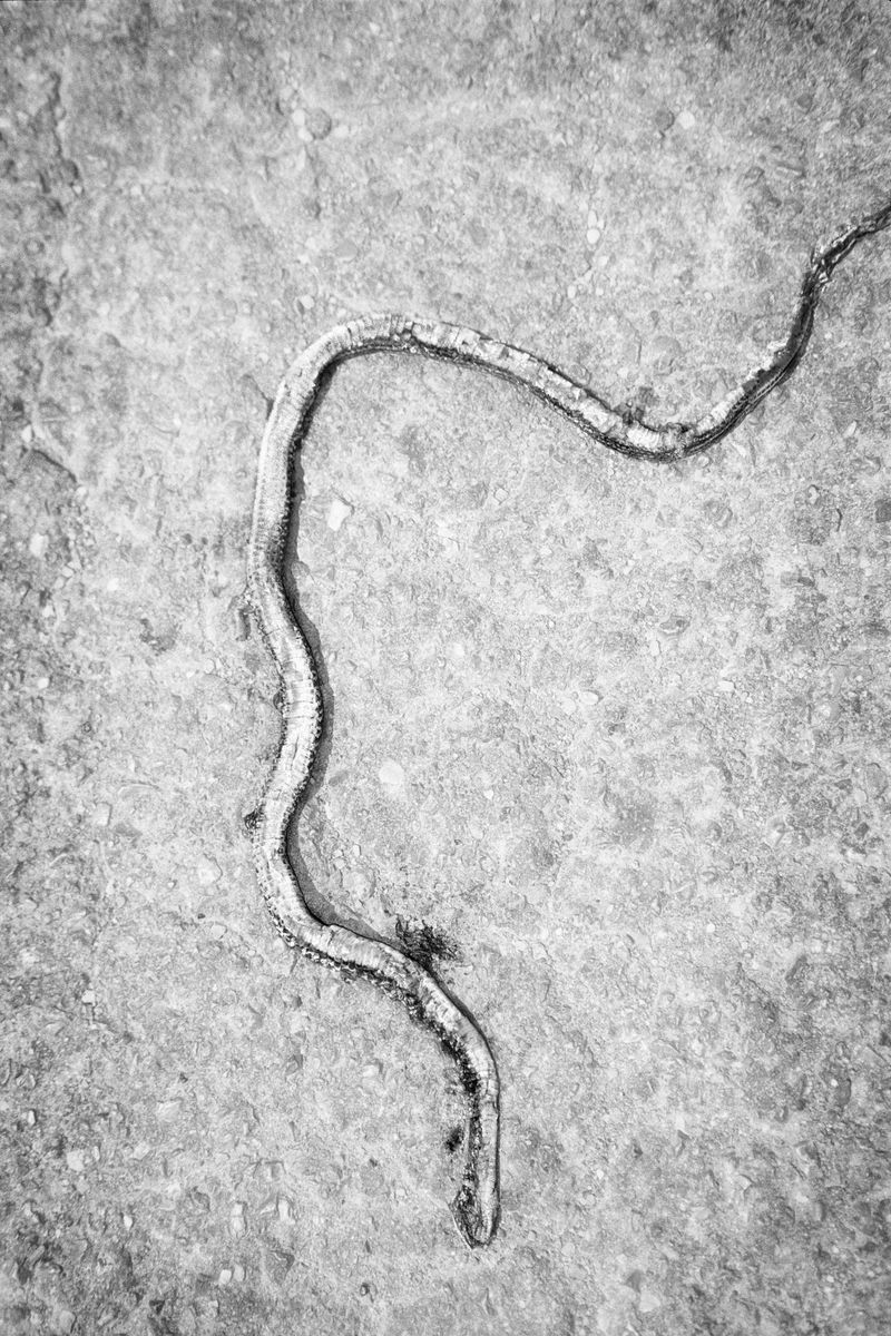 © Caimi & Piccinni - Image from the UMANA NATURA photography project