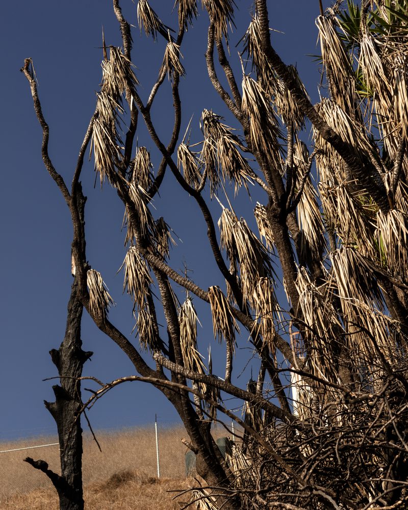 © Anastasia Samoylova - Burnt down trees in Zuma Ridge, Malibu, CA