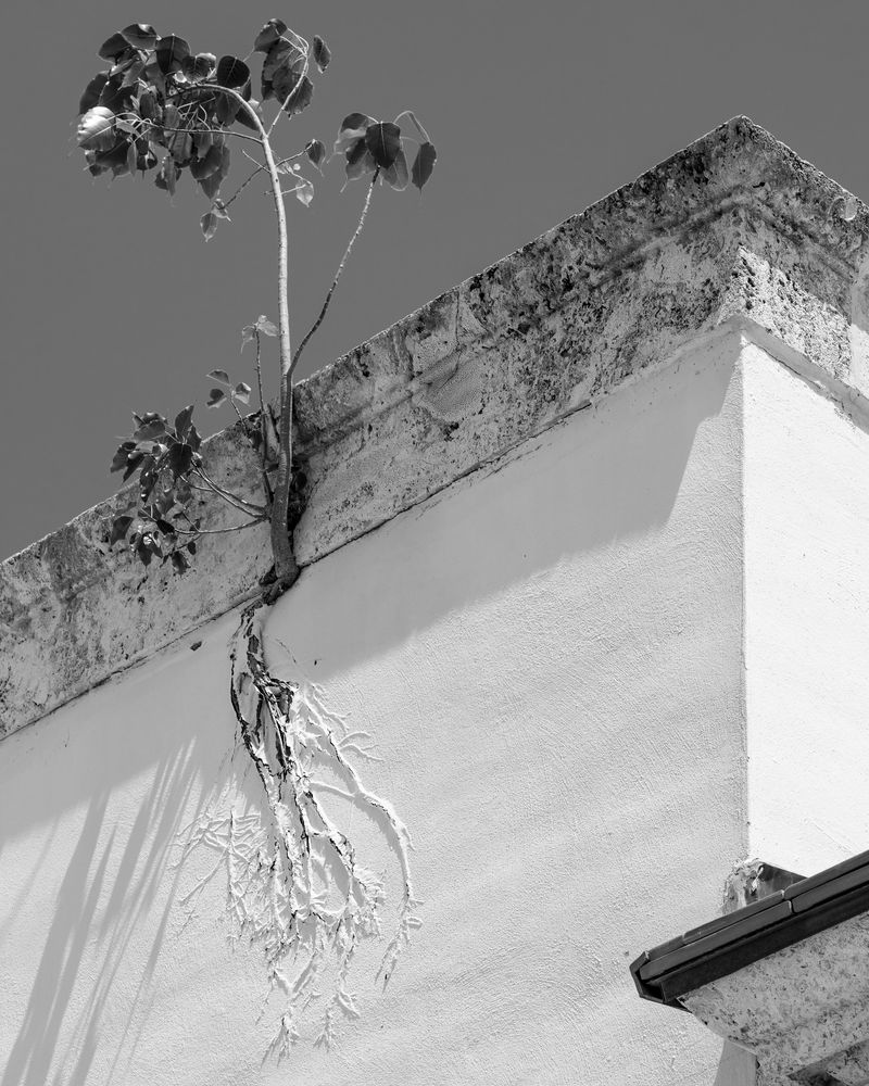 © Anastasia Samoylova - Painted Roots, 2017