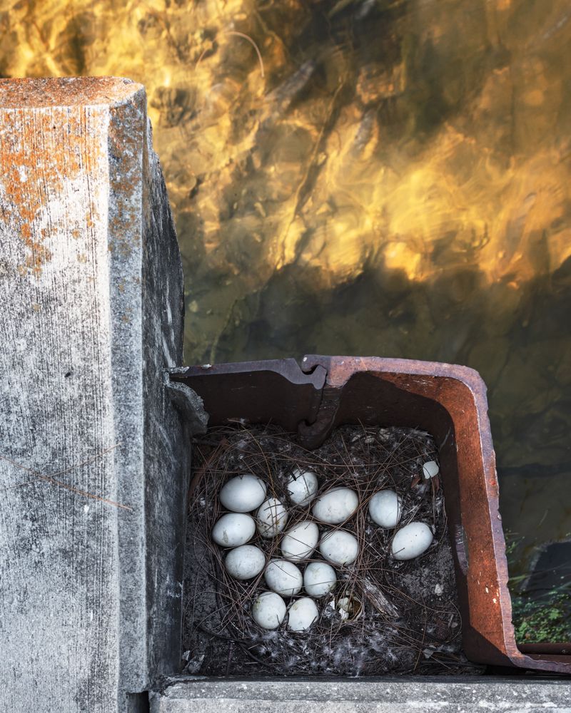 © Anastasia Samoylova - Eggs, 2019