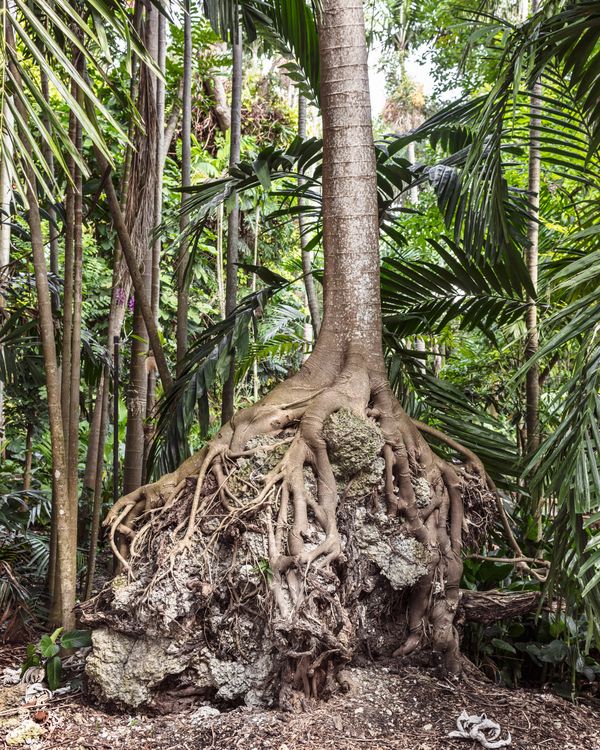 © Anastasia Samoylova - Roots, 2018