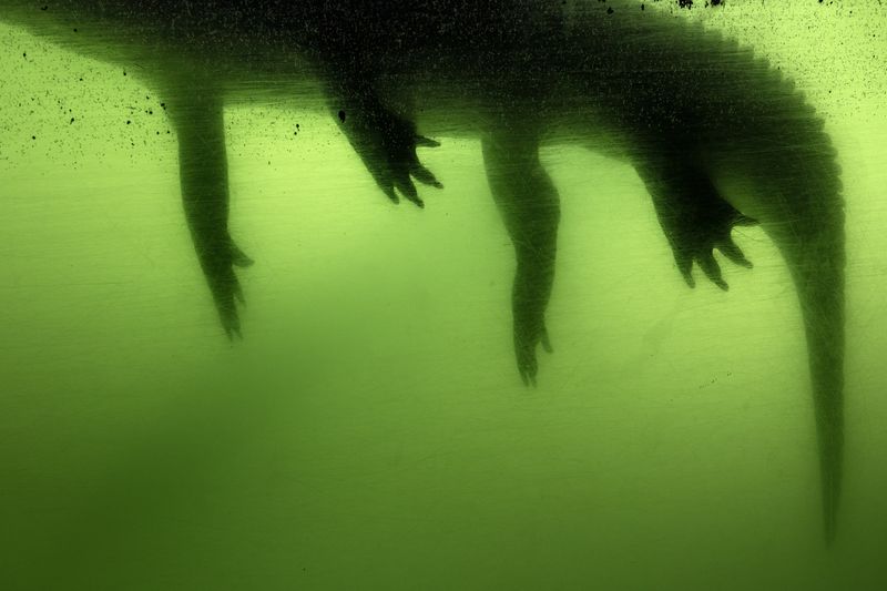 © Anastasia Samoylova - Gator, 2017