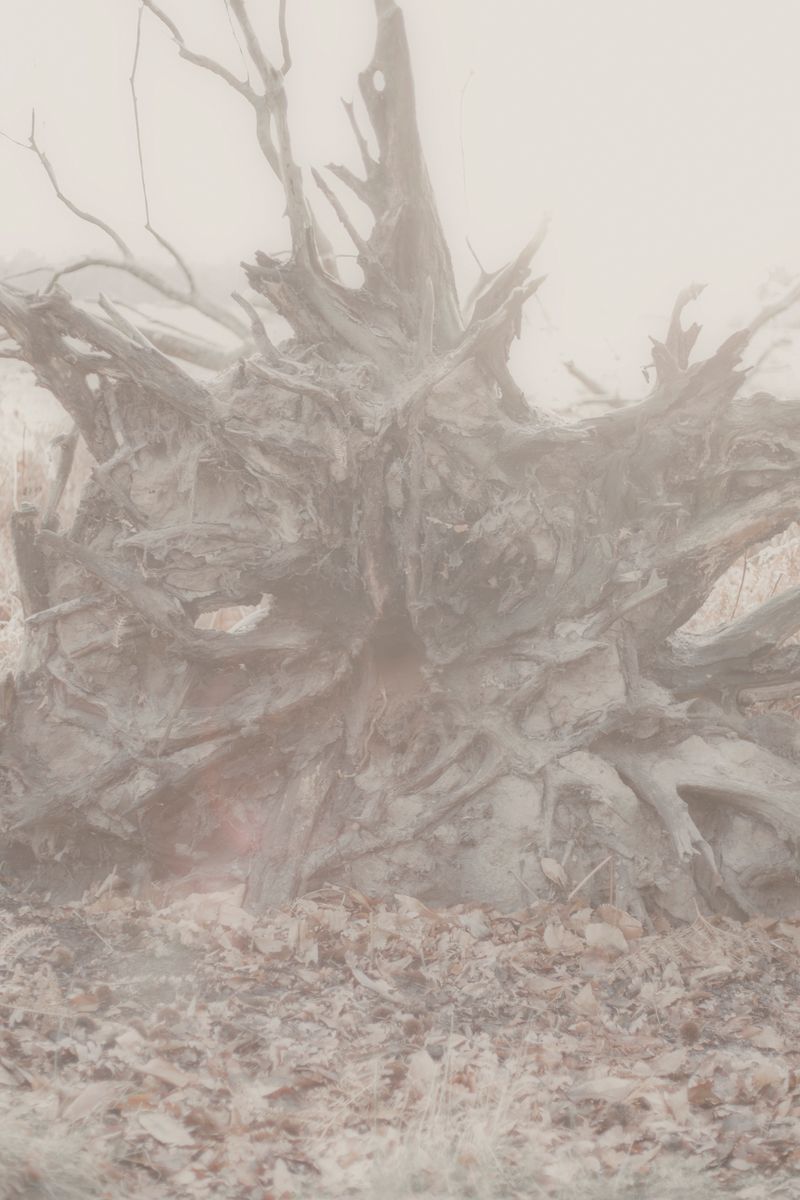 © Ioustini Drakoulakou - Title: Uprooting