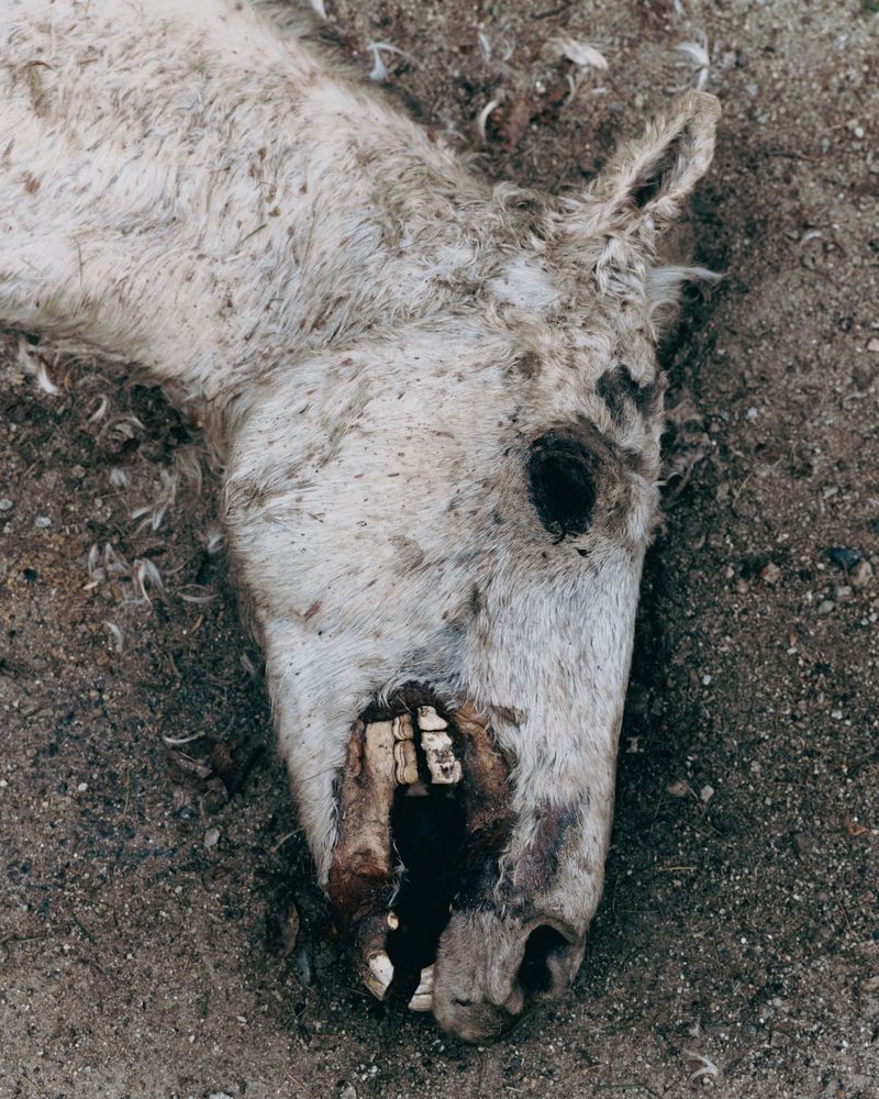 © Aaryan Sinha - Road Kill