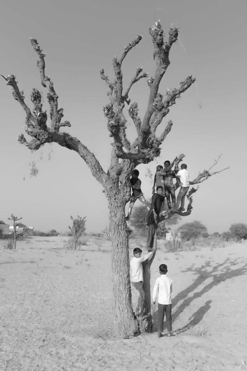 © Aaryan Sinha - A staged photograph in Rajasthan captures children climbing a tree, embodying fearless exploration and communal spirit.