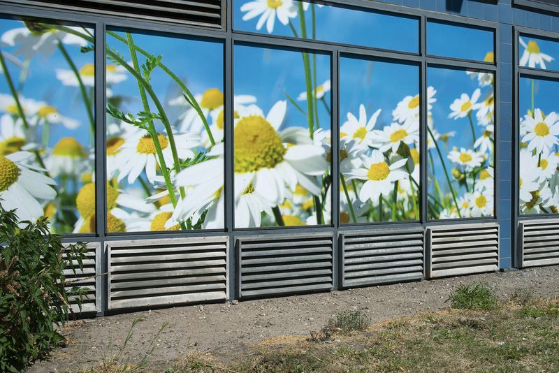 © Annegien van Doorn - Image from the biophilia photography project