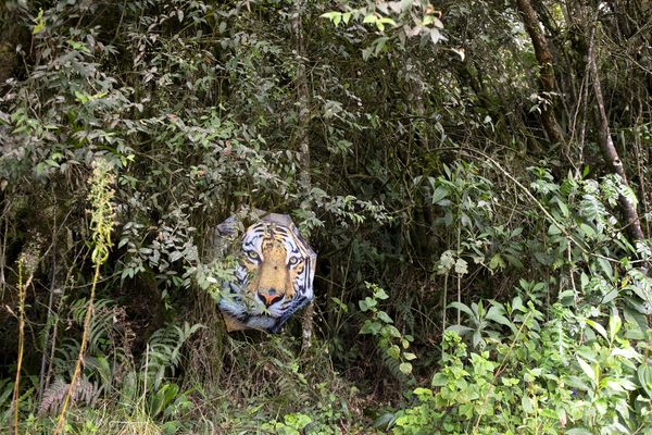 © Annegien van Doorn - Image from the biophilia photography project