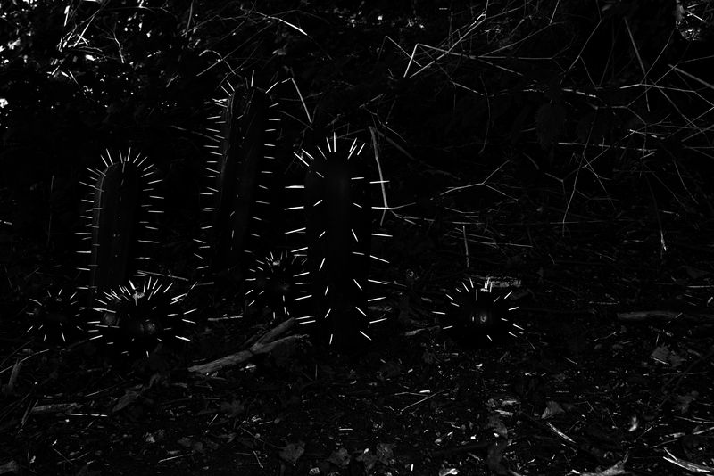 © Annegien van Doorn - Image from the biophilia photography project