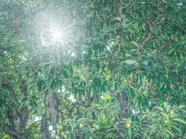 © Johann Karl - 50-Taiwanese Photinia, Honrenji Temple