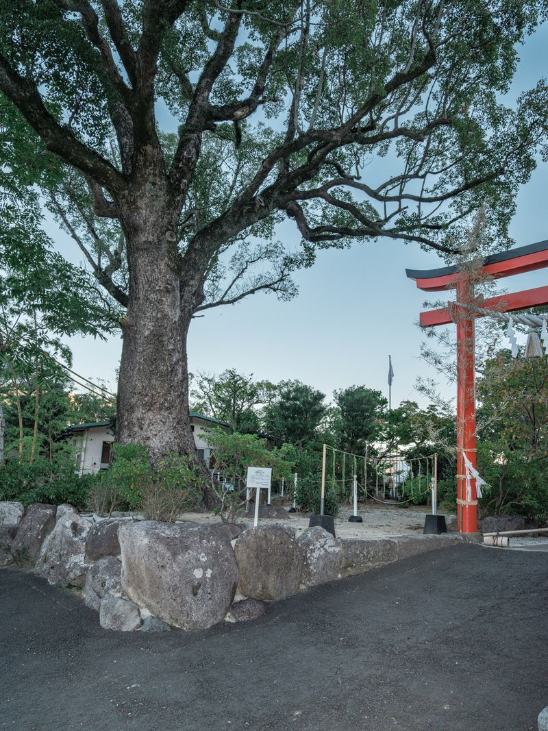 © Johann Karl - 24-Camphor Tree, Fuchi Shinto Shrine