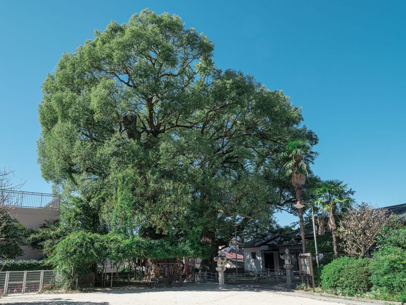 © Johann Karl - 2+3-Large Camphor Trees, Sanno Shinto Shrine