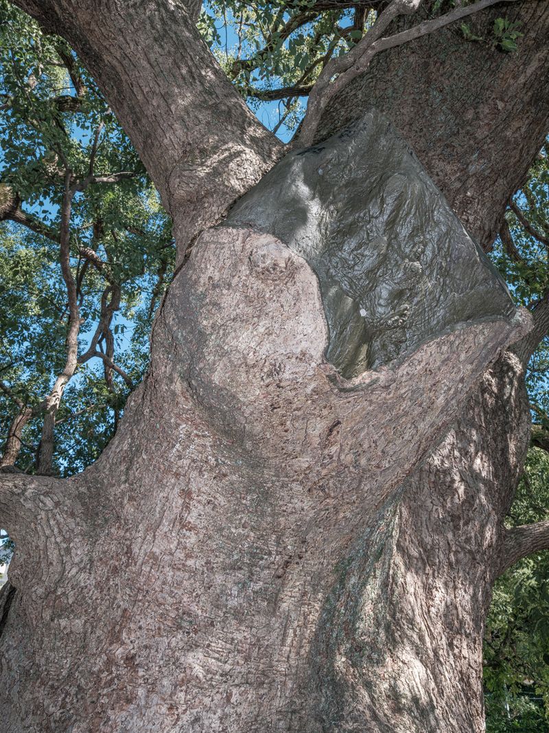 © Johann Karl - 2+3-Large Camphor Trees, Sanno Shinto Shrine