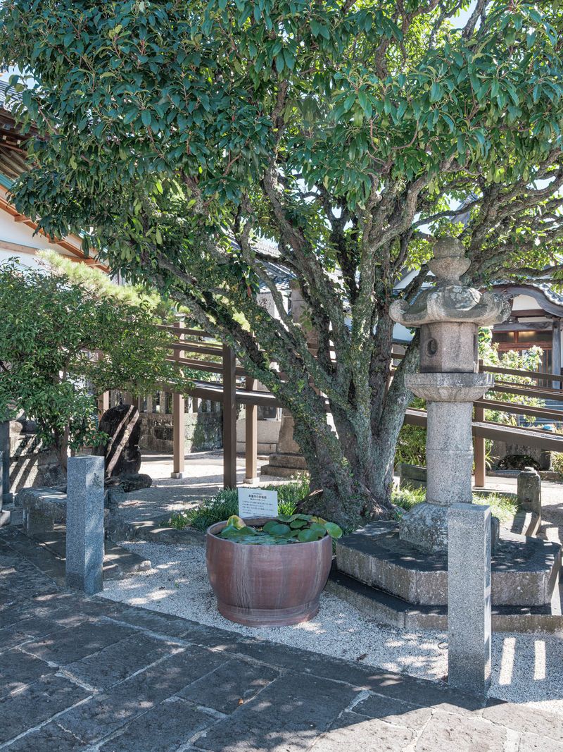 © Johann Karl - 50-Taiwanese Photinia, Honrenji Temple
