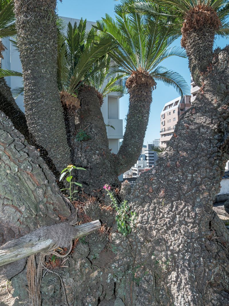 © Johann Karl - 26-Fern Palm, Fukusaiji Temple