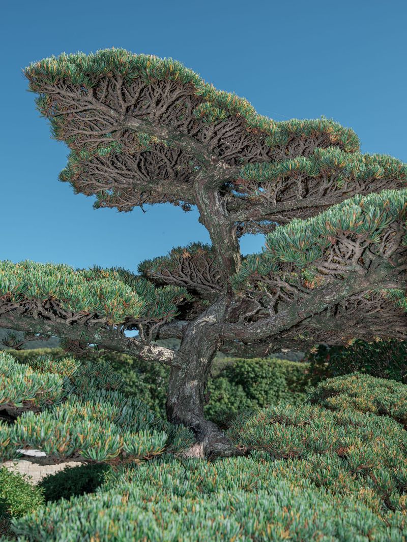 © Johann Karl - 7_Japanese White Pine, Nagasaki Atomic Bomb Museum