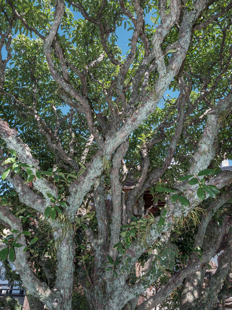 © Johann Karl - 50-Taiwanese Photinia, Honrenji Temple
