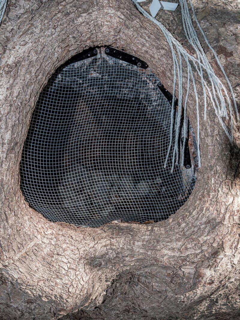 © Johann Karl - 2+3-Large Camphor Trees, Sanno Shinto Shrine