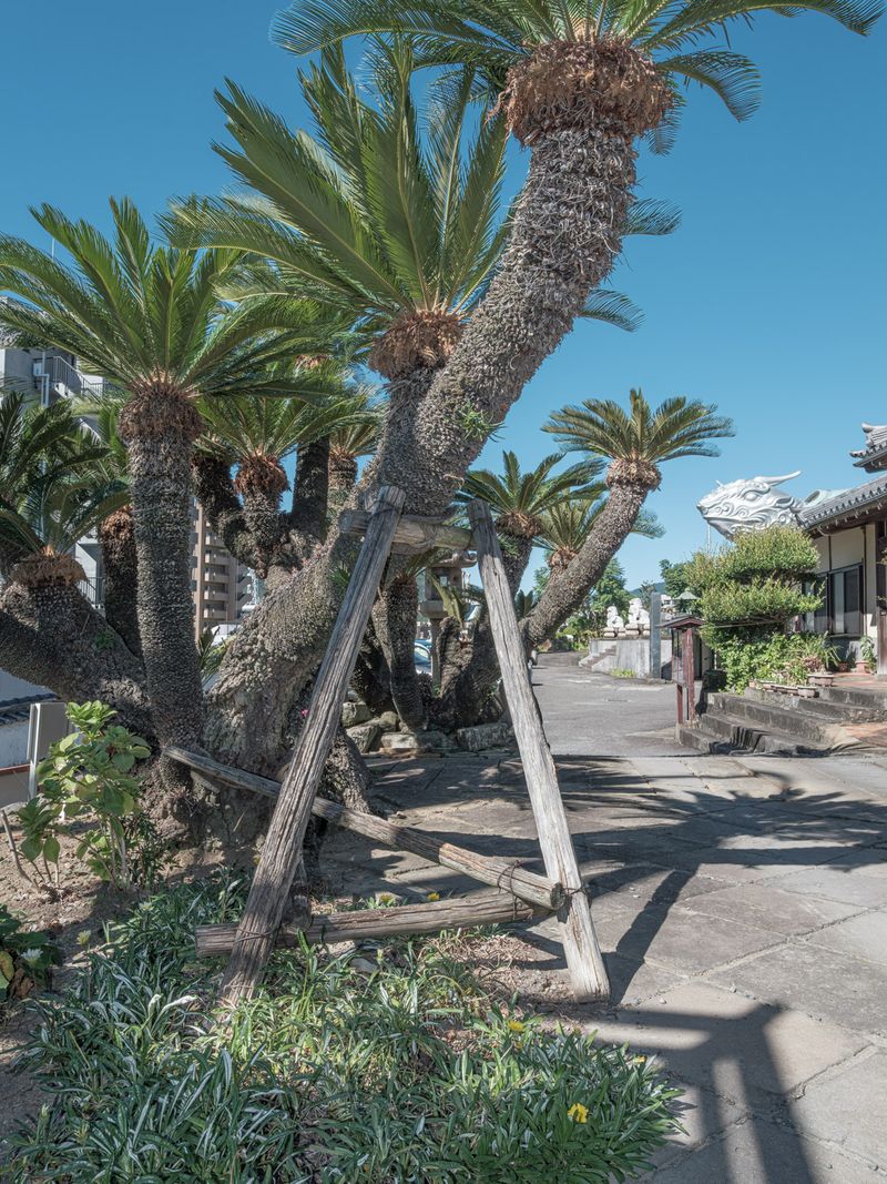 © Johann Karl - 26-Fern Palm, Fukusaiji Temple