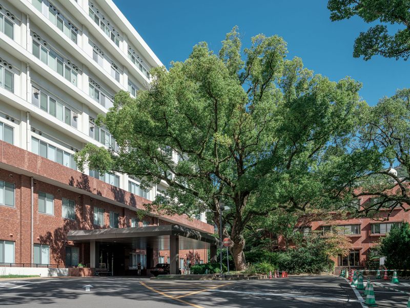 © Johann Karl - 27-Large Camphor Tree, Nagasaki Medical College Hospital