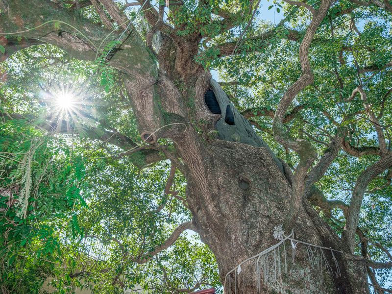 © Johann Karl - 2+3-Large Camphor Trees, Sanno Shinto Shrine
