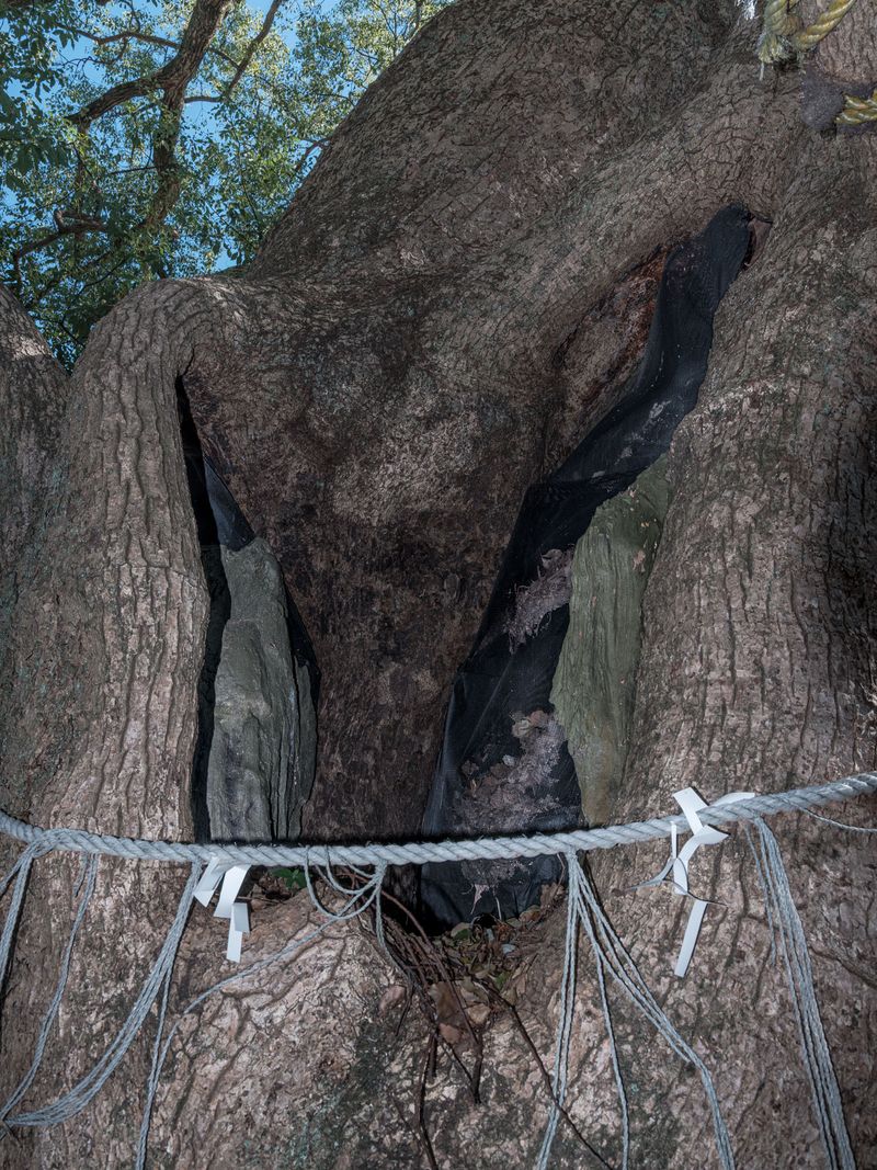 © Johann Karl - 2+3-Large Camphor Trees, Sanno Shinto Shrine