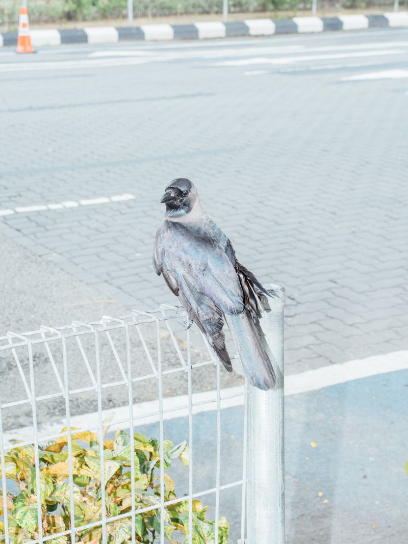 © Alvin Lau - Image from the Sentul photography project