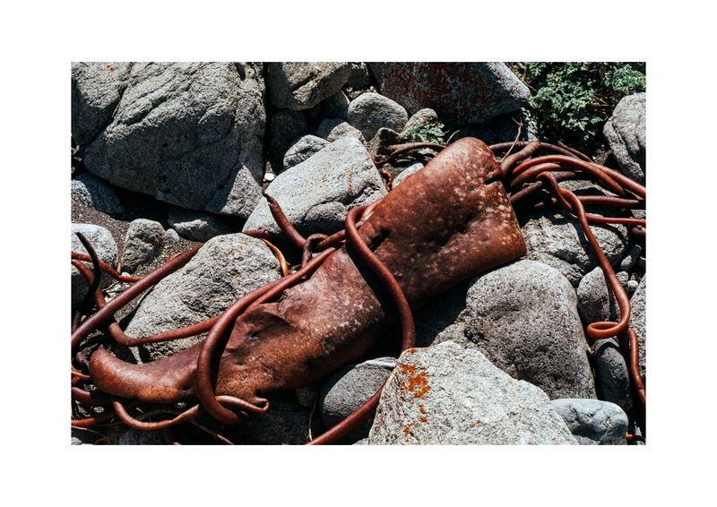 © Benjamin Normand - Image from the Journal of a Wandering Among Seaweed photography project