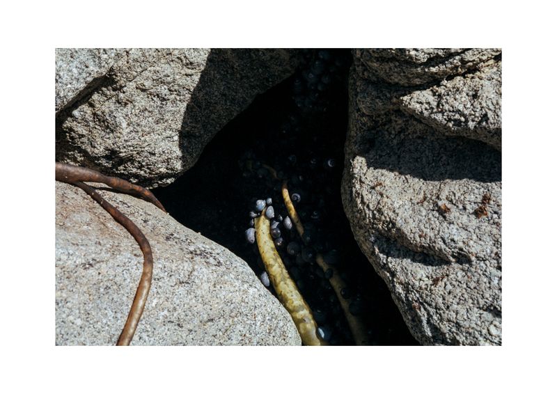 © Benjamin Normand - Image from the Journal of a Wandering Among Seaweed photography project