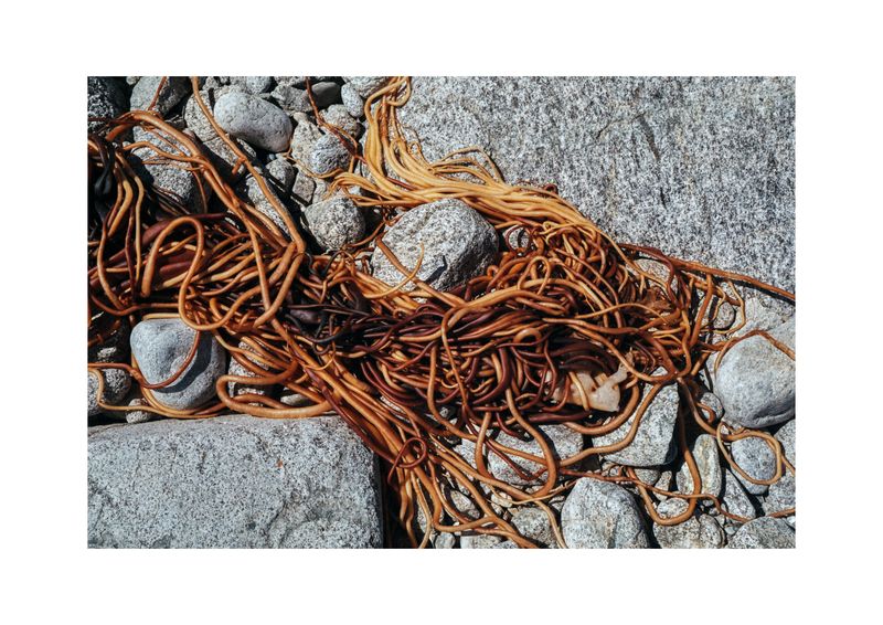 © Benjamin Normand - Image from the Journal of a Wandering Among Seaweed photography project