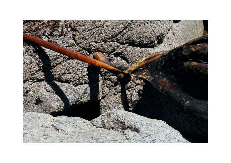© Benjamin Normand - Image from the Journal of a Wandering Among Seaweed photography project