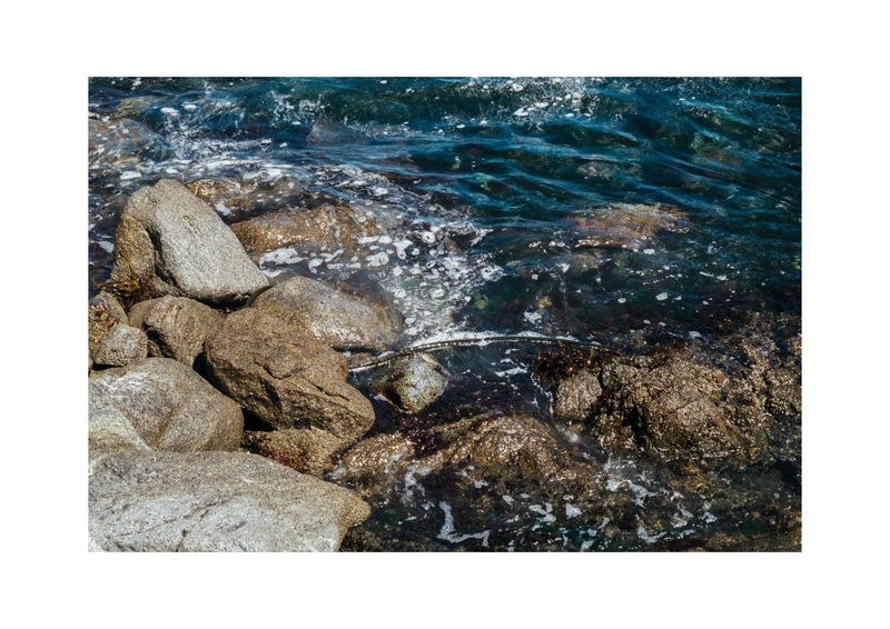 © Benjamin Normand - Image from the Journal of a Wandering Among Seaweed photography project